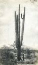 giantcactus