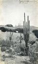 saguaroatholeintherock